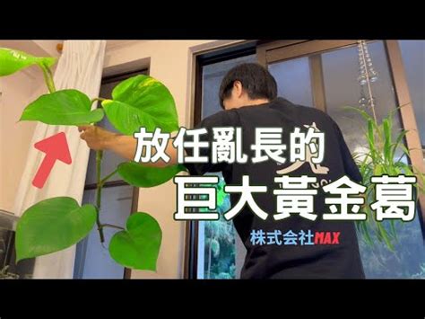 移神明桌 黃金葛 廁所